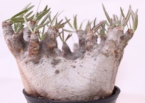 Pachypodium inopinatum  パキポディウム　イノピナツム  no.2　特選株