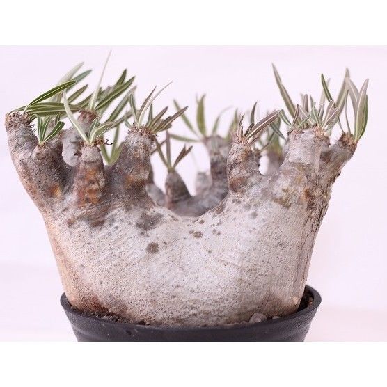 Pachypodium inopinatum パキポディウム イノピナツム no.2 特選