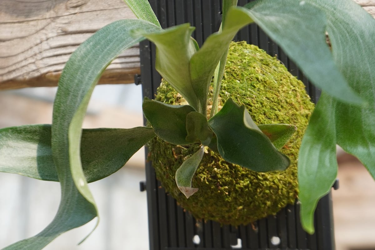 dwarf 15種　ビカクシダ　1月3日でけします。 ビカクシダ P. hilli dwarf (spore) | mana's farm:塊根植