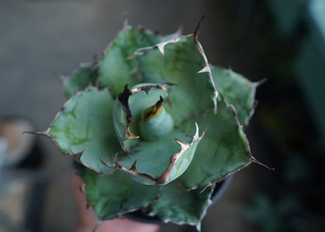 アガベ　チタノタ　 ブラックアンドブルー 　Agave titanota black and blue　No.1