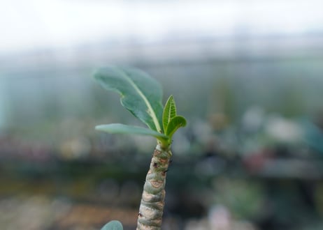 アデニウム　Adenium　No.3