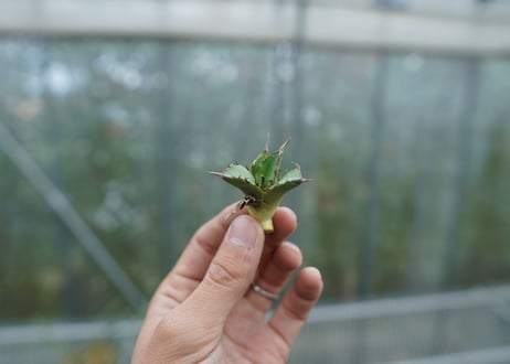 【抜き苗】アガベ　チタノタ　MH01　Agave titanota MH01
