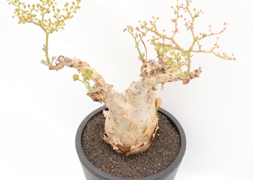 キフォステンマ ベティフォルメ | mana's green:塊根植物販売 キフォステンマ ベティフォルメ | mana's green:塊根植物販売