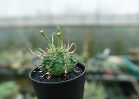 ユーフォルビア　バリダ　Euphorbia valida　No.6