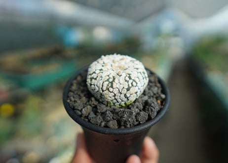 アストロフィツム　スーパー兜 Astrophytum asterias 'Super Kabuto'
