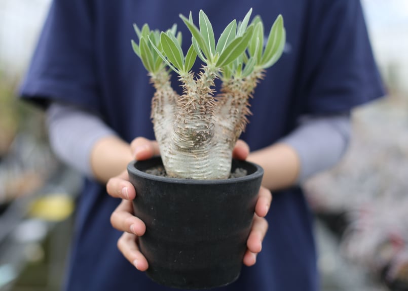 パキポディウム ホロンベンセ | mana's farm:塊根植物・アガベ・ドライ