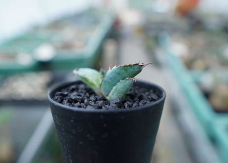 アガベ　チタノタ　 ブラックアンドブルー 　Agave titanota black and blue　No.17