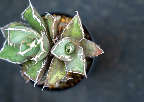 アガベ　チタノタ　FO-76　Agave titanota ”FO-76"