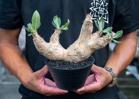 パキポディウム　エブレネウム　Pachypodium eburneum