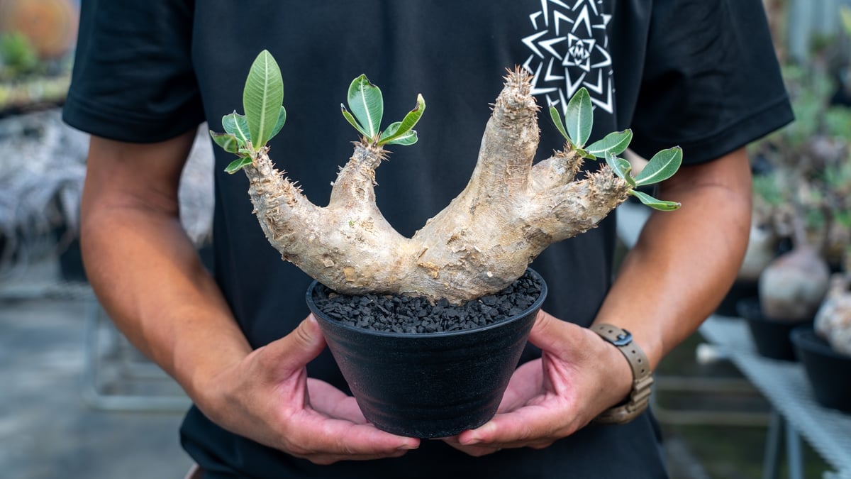 パキポディウム エブレネウム Pachypodium eburneum | mana's fa