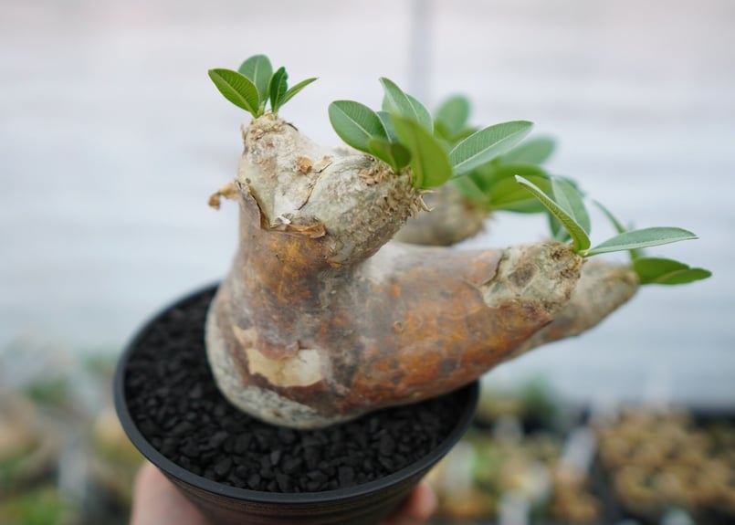 パキポディウム エブレネウム 1株 コーデックス：パキポディウム エブレネウム 実生 S*塊根幅1cm