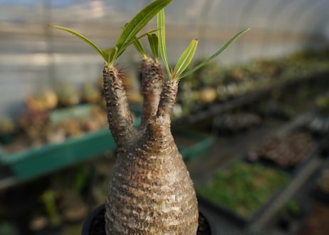 パキポディウム　グラキリス　 Pachypodium Gracilius  No.4