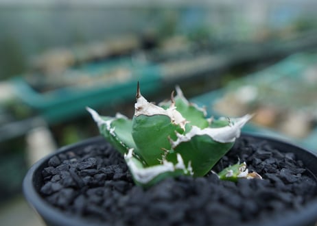アガベ　チタノタ　白火焔　agave titanota white fire　No.2
