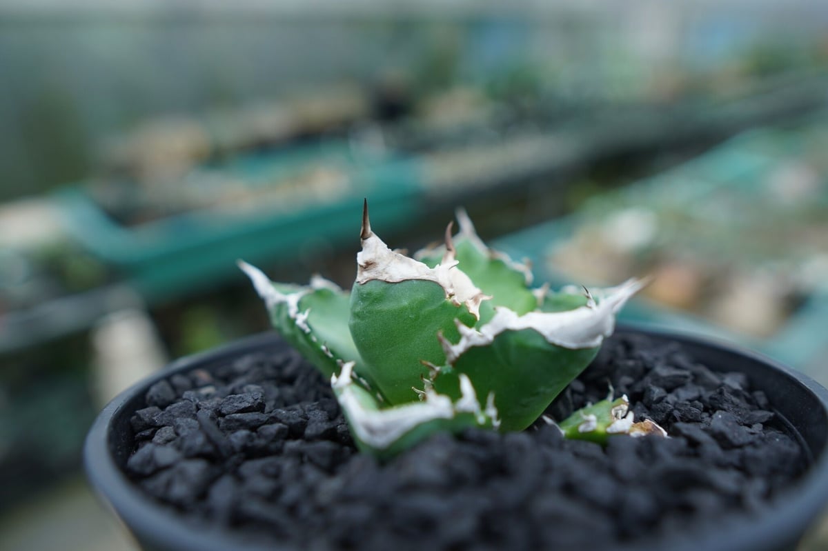 アガベ チタノタ 白火焔 agave titanota white fire No.2 | m アガベ チタノタ 白火焔 agave titanota white fire No.2 | m