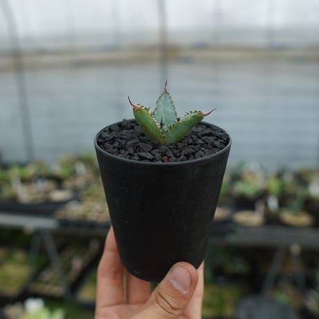 ライオンズメーン | STORES