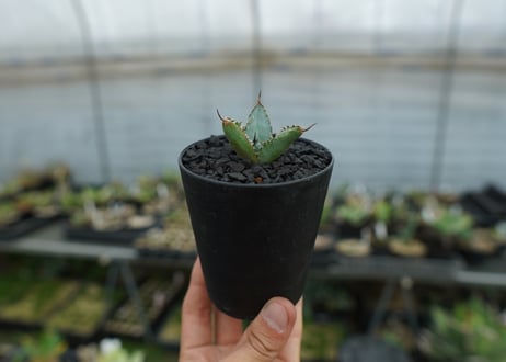 アガベ　チタノタ　ライオンズメーン　Agave titanota Lion's Mane  No.3
