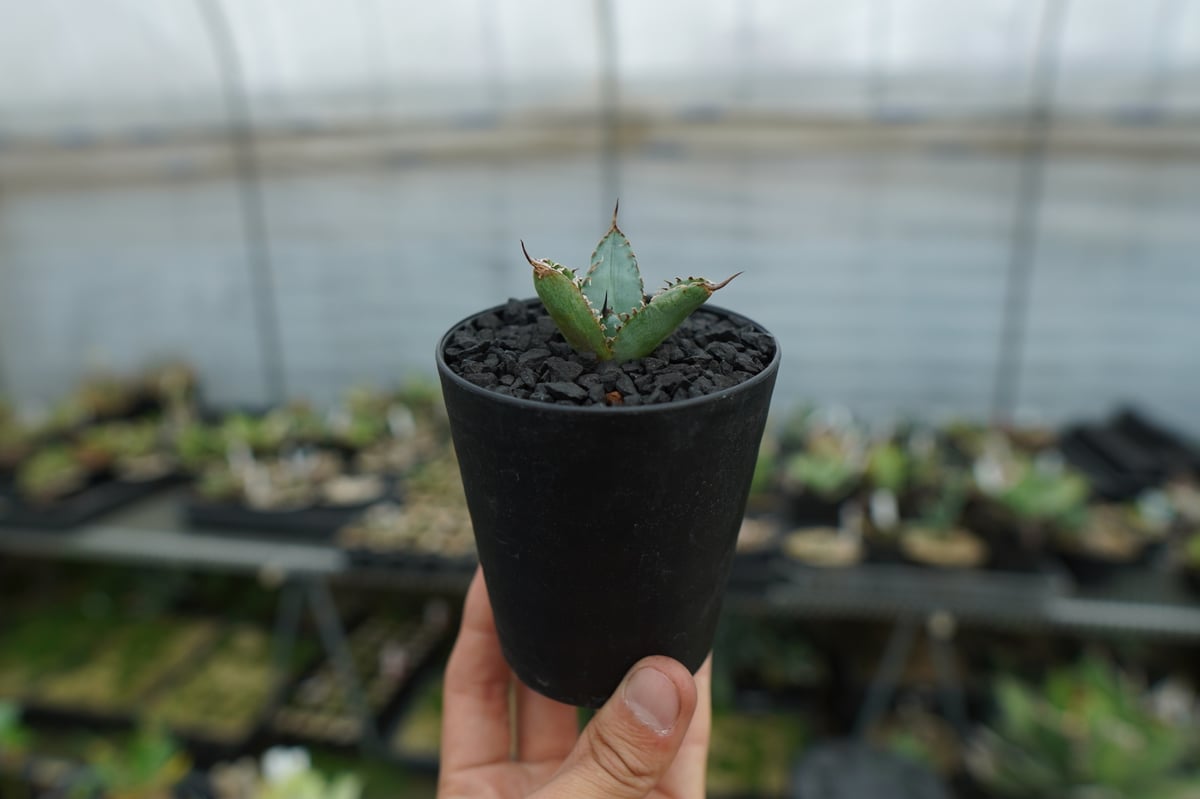 アガベ チタノタ ライオンズメーン Agave titanota Lion's Mane N