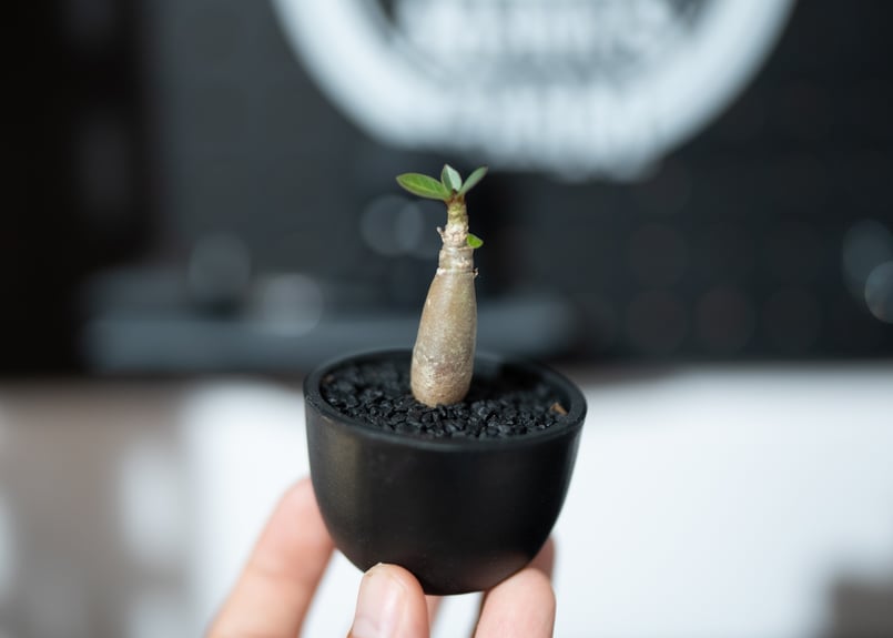 アデニウム 実生 根上げ極上 塊根 コーデックス a75 アデニウム