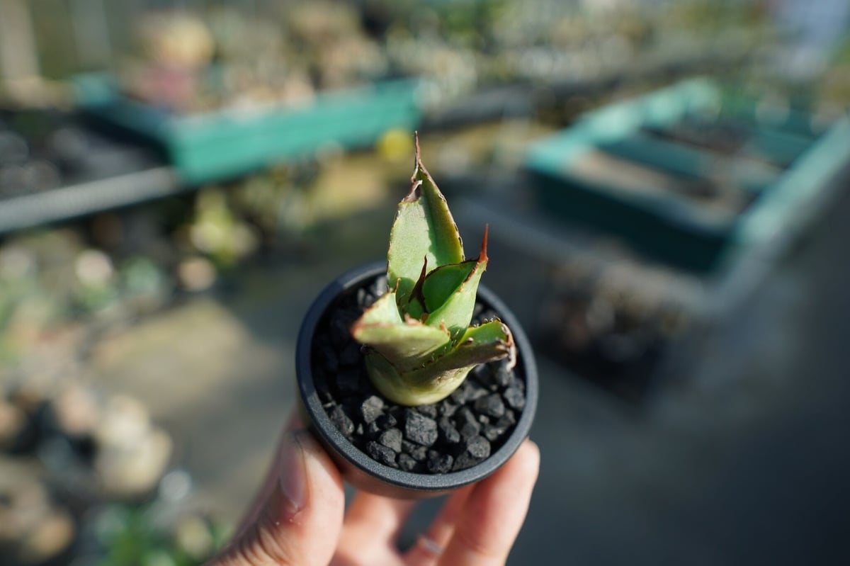 抜き苗】アガベ チタノタ 白鯨厳竜 Agave titanota White whale |