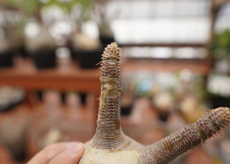 パキポディウム　グラキリス　Pachypodium gracilius　抜き苗　№123