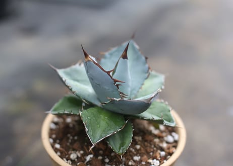 Agave titanota whiteice