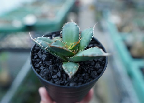 アガベ　チタノタ　FO-76　Agave titanota  FO-76　No.20