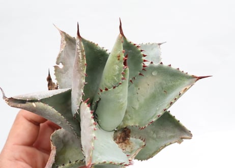 Agave pygmaea 'Dragon Toes' PUP