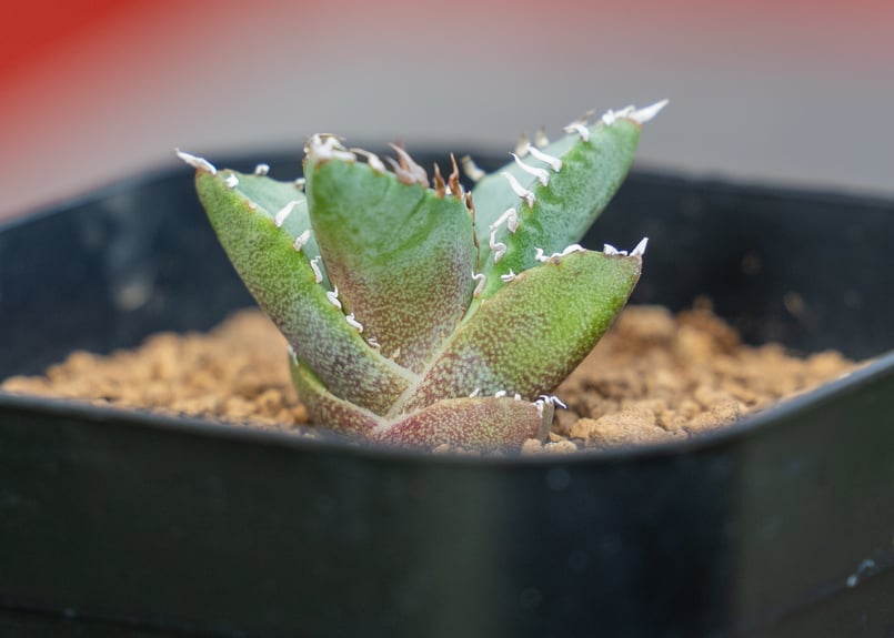 ぎ*ん様 【写真現物】アガベ　オテロイ実生　ブルー葉 アガベ チタノタ ブルー 実生 長葉 強棘 オテロイ オアハカ - メルカリ