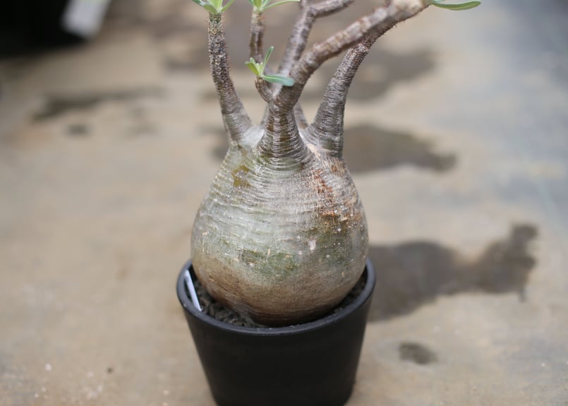 塊根植物　パキポディウ　グラキリス　良株 塊根植物 パキポディウ グラキリス 良株 グラキリス 良型 塊根植物 発