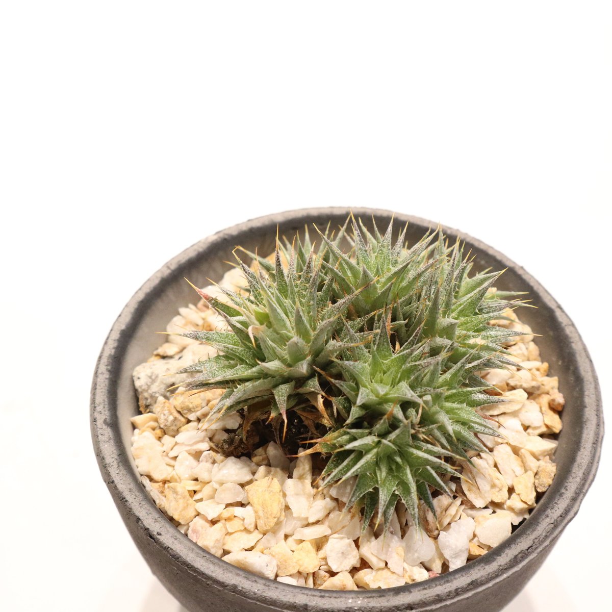 Deuterocohnia chlorantha デウテロコニア　クロランサ Deuterocohnia chlorantha デウテロコニア クロランサ デウトコロニア