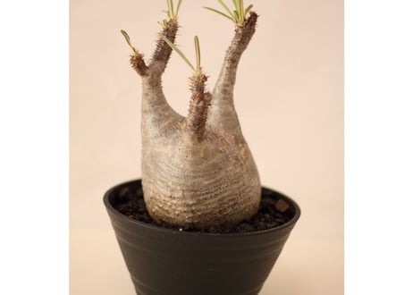 Pachypodium Gracilius パキポディウム  グラキリス  №１