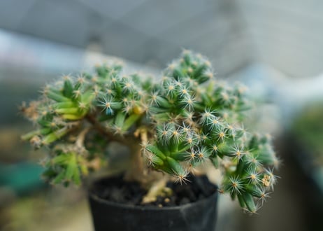 トリコディアデマ　デンサム　Trichodiadema densum  No.1