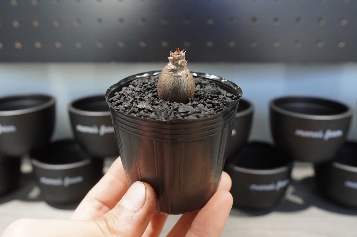 パキポディウム ウィンゾリー 沖縄実生株 No.1 | mana's farm:塊根植物