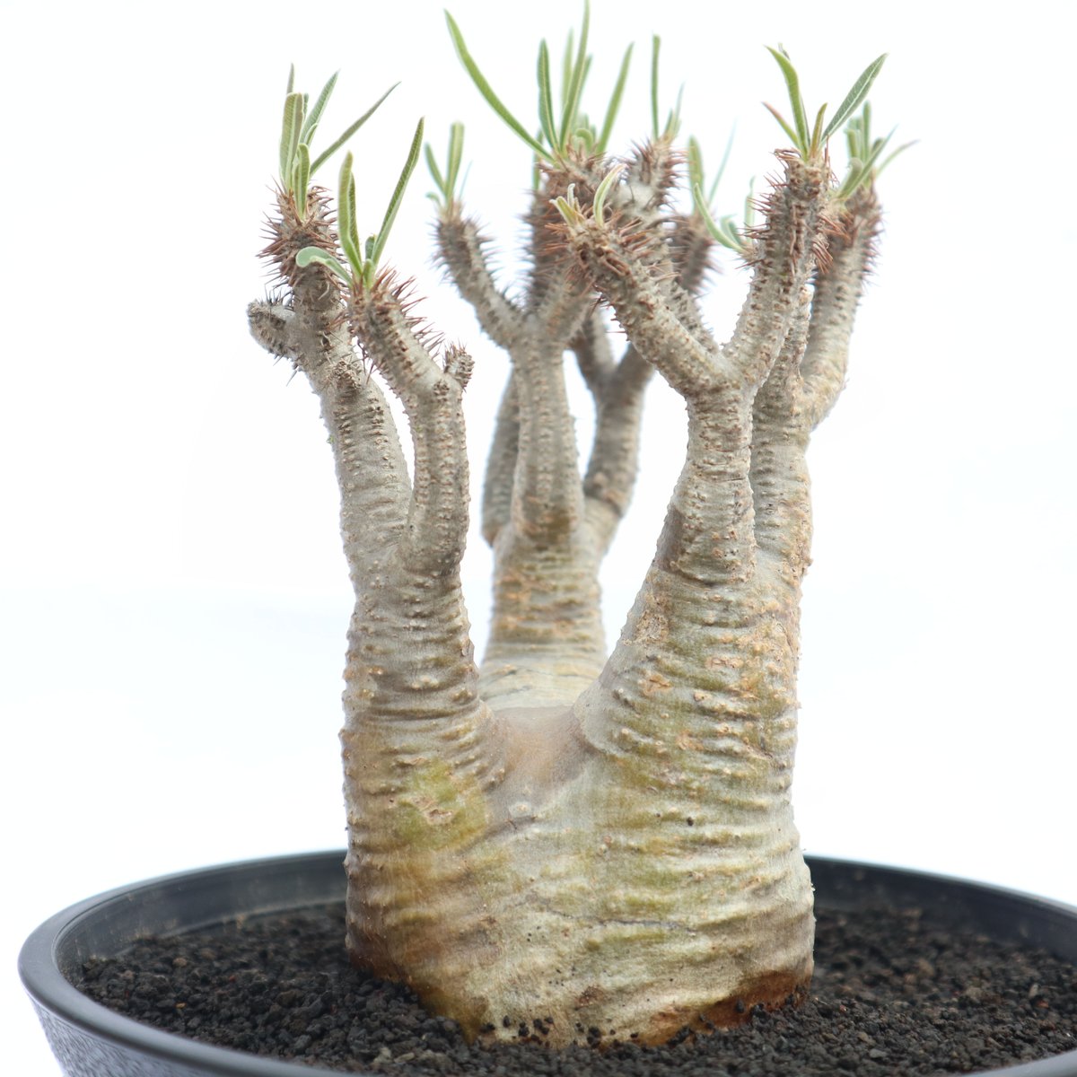 パキポディウム グラキリス no.26 | mana's farm:塊根植物・アガベ