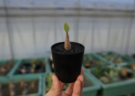 アデニウム　Adenium  No.1