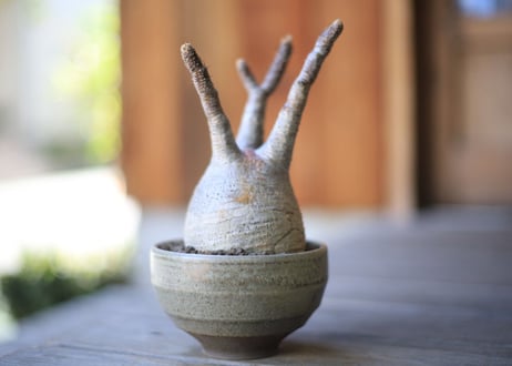 グラキリス　 Pachypodium Gracilius