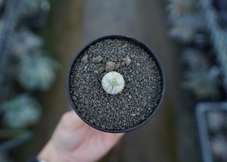 パキポディウム　恵比寿笑い　Pachypodium brevicaule　No.5