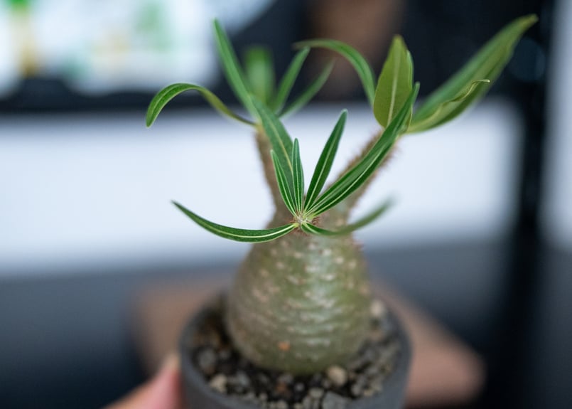 パキポディウム グラキリス 沖縄管理株 | mana's farm:塊根植物