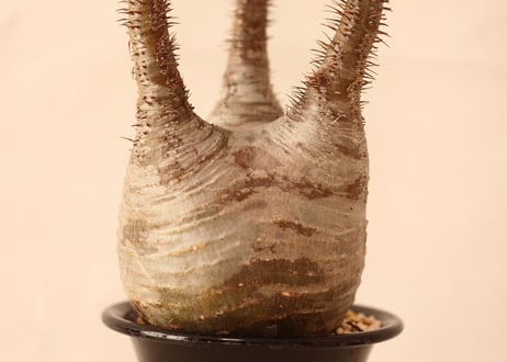 Pachypodium Gracilius パキポディウム  グラキリス  №１０
