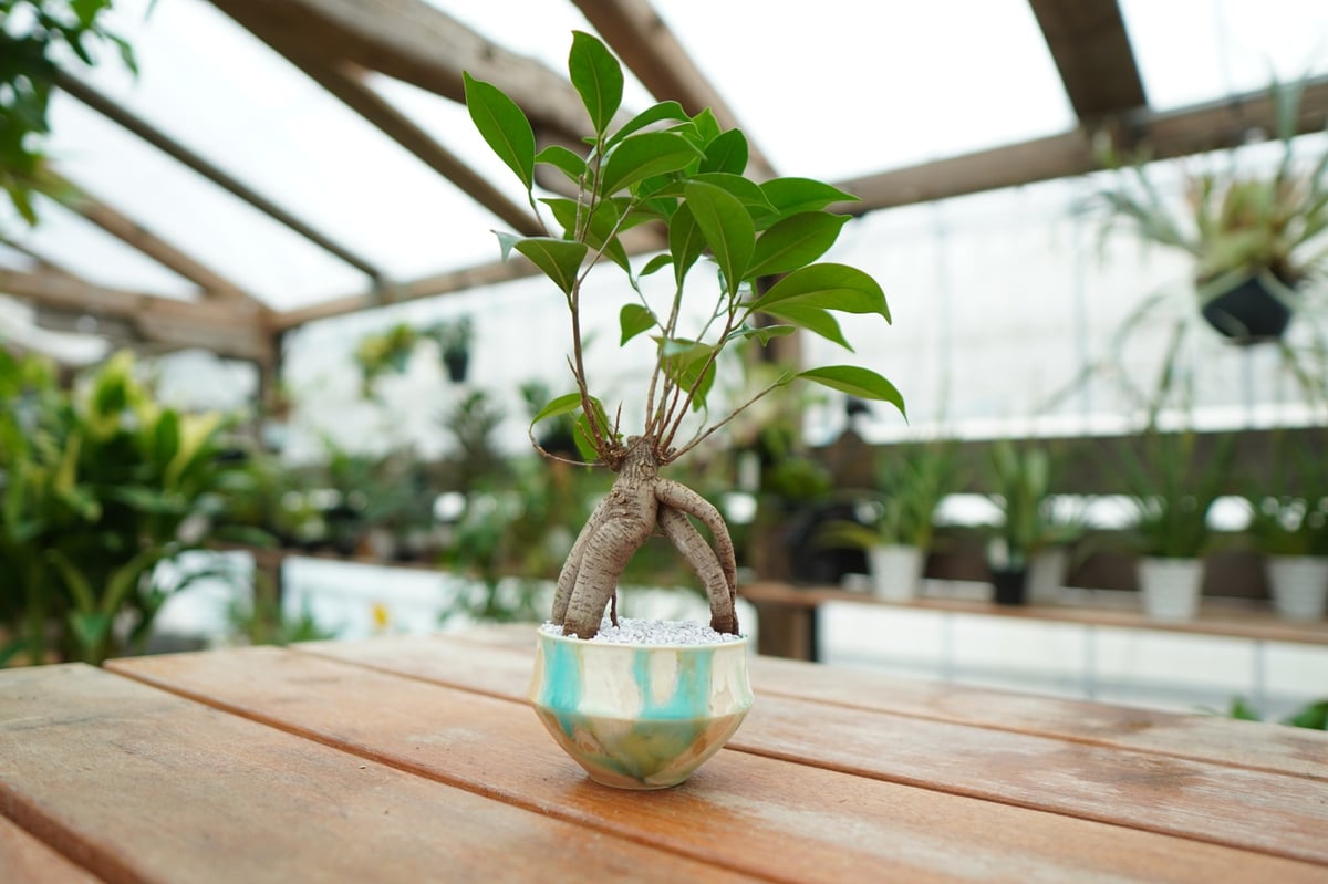 ガジュマル No.2 | mana's farm:塊根植物・アガベ・ドライガーデン植物