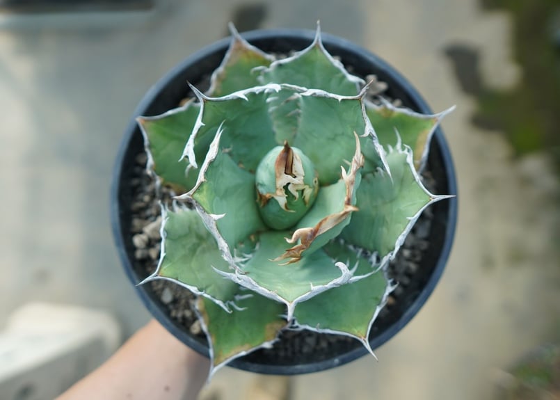 アガベ チタノタ R agave titanota R | mana's farm:塊根植物・