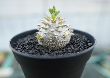 パキポディウム　恵比寿大黒　Pachypodium Densicaule　No.10