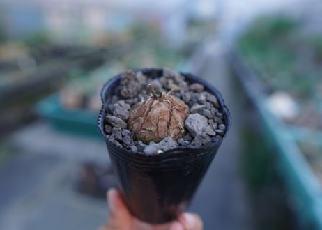 亀甲竜　Dioscorea elephantipes　No.4