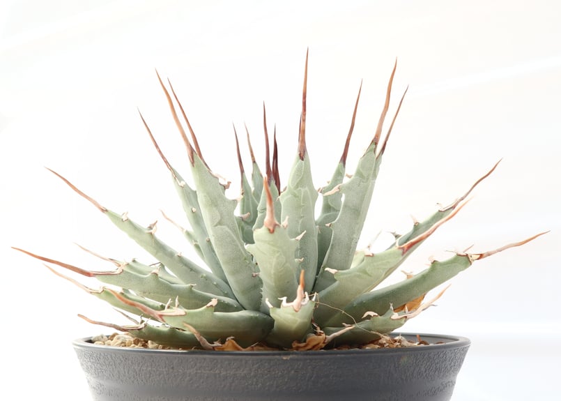 Agave utahensis var nevadensis | mana's farm:塊根