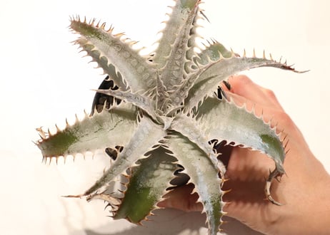 Dyckia ML#05 x delicata GF F1