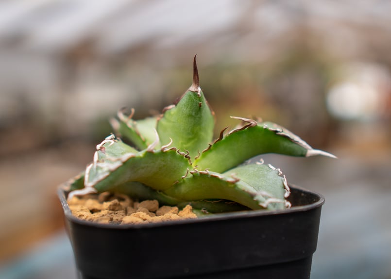 アガベ チタノタ 沖縄実生 | mana's farm:塊根植物・アガベ・ドライ