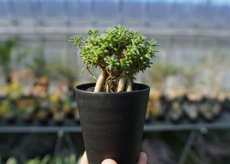 トリコディアデマ ステラツム　Trichodiadema stellatum
