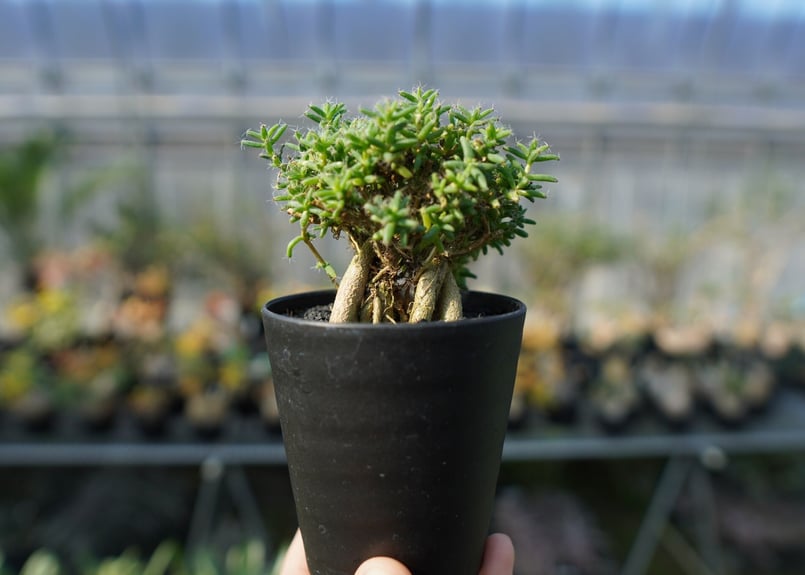 トリコディアデマ ステラツム Trichodiadema stellatum | mana's