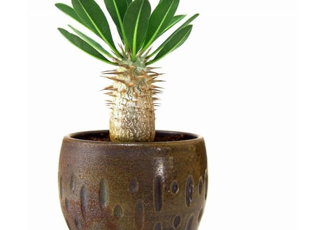 Pachypodium densiflorum シバ女王の玉櫛  №２