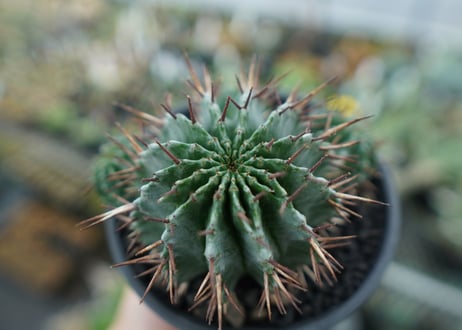 ユーフォルビア　ホリダ　Euphorbia horrida　No.2